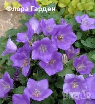 СЕМЕНА - Цветя двугодишни и многогодишни, снимка 12 - Сортови семена и луковици - 47504913