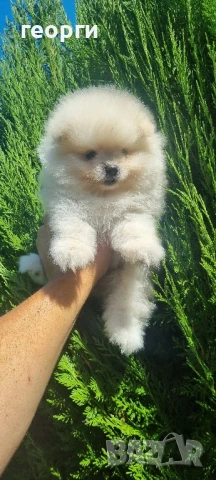 померан, снимка 4 - Померан - 51188764