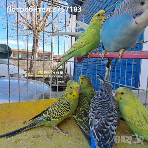 продавам вълнисти млади 2025, снимка 5 - Папагали - 52513193