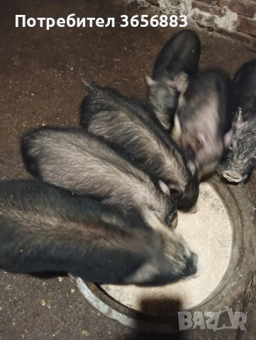 Продавам виетнамски прасета 