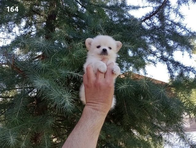 Шпиц - Померан. Бели и кремави мъжки кученца., снимка 2 - Померан - 53812552