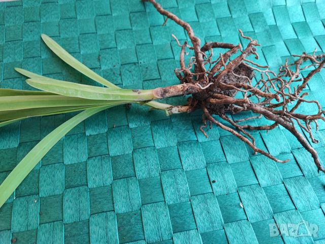 Агапантус син , снимка 5 - Градински цветя и растения - 41597181
