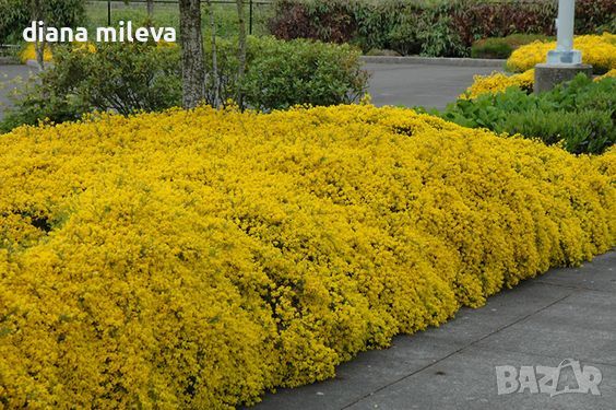Гениста,  Genista Lydia, многогодишен, листопаден храст!!, снимка 1 - Градински цветя и растения - 45514955
