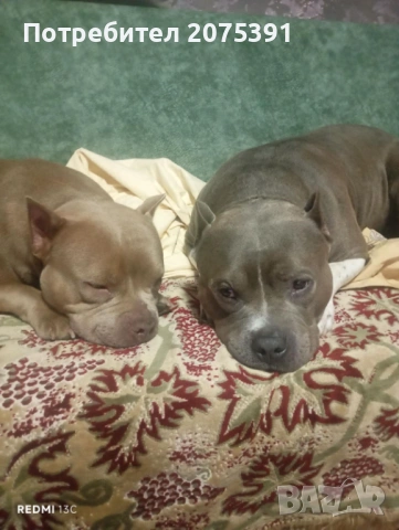 Американско були, снимка 7 - Други - 53963430