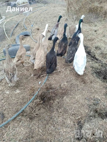 Яйца от Индийски бегач, снимка 9 - Патици и гъски - 54117284