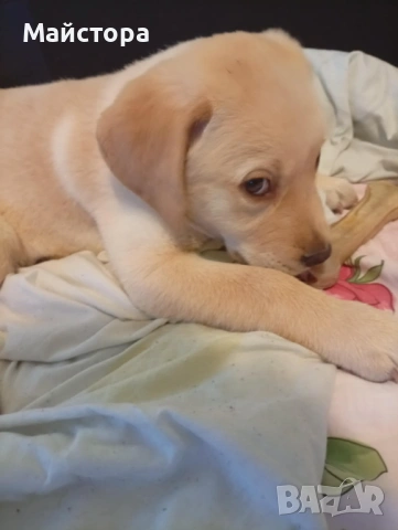 Лабрадор Ретривър , снимка 3 - Лабрадор ретривър - 53240289