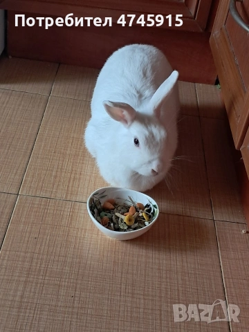 Подарявам декоративно зайче , снимка 9 - Декоративни зайчета - 53586707