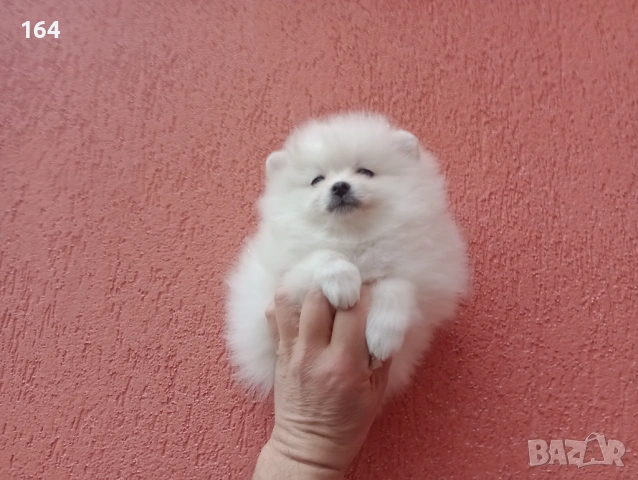 Бял мъжки Померан. Реални снимки от 01.02.26 г., снимка 3 - Померан - 53283839