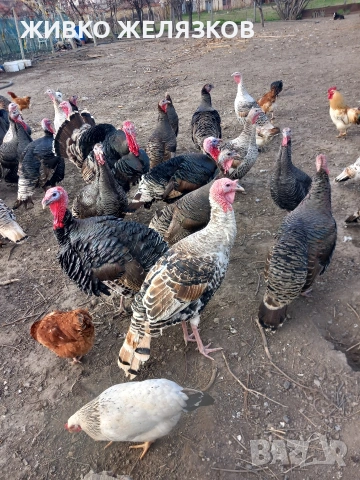 ПРОДАВАМ ОПЛОДЕНИ КОКОШИ ЯЙЦА , ЗА РАЗПЛОД, снимка 17 - Кокошки и пуйки - 53923856