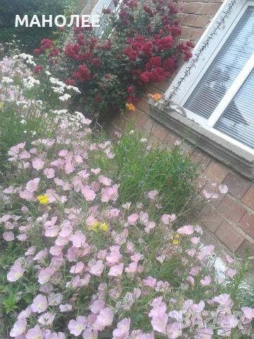 🪷🎁🪷Семена от 60 вида цветя и растения🪴🪷🎁🌞👌