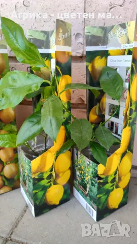 Облагороден лимон, снимка 1