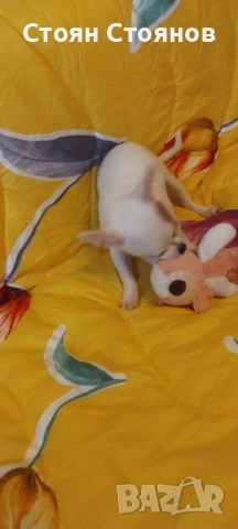 Чихуахуа, снимка 7 - Чихуахуа - 53842878