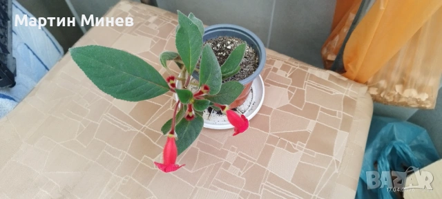 4 цветя за 10 евро