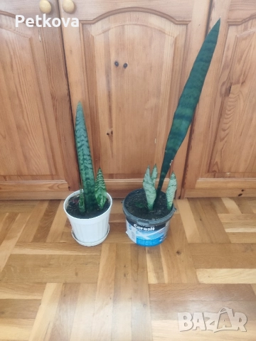 Сансевиера(мечове)