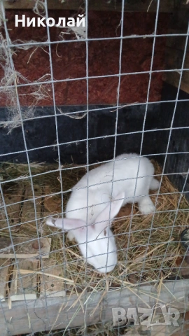 Продавам бял великан на три месеца