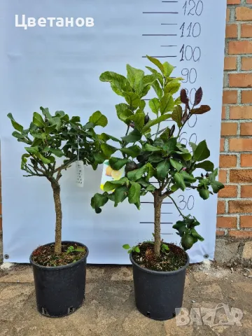 ЛИМОН ЛУНАРИО - 4 сезона, снимка 7 - Стайни растения - 50250754