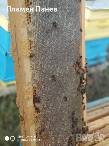 Пчелен мед (лавандула), снимка 6 - Пчелни продукти - 46442569