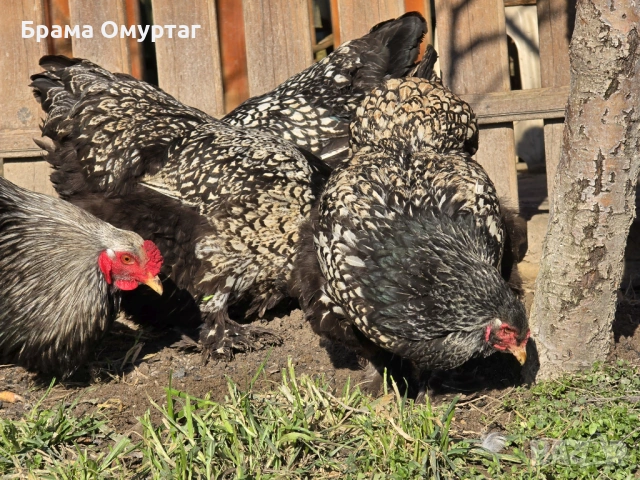 Продавам разплодни яйца от Сребърно кантирана барма (Silver Laced), снимка 5 - Кокошки и пуйки - 53811785