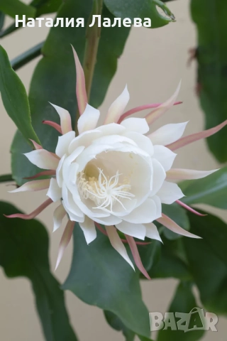 Езсфилум, epiphillym oxypetalum