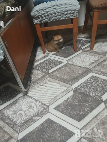 Mini Pomeran, снимка 7 - Померан - 53661268