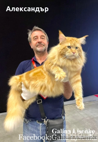 Котенца Мейн Куун с родословие, снимка 3 - Мейн кун - 53618290