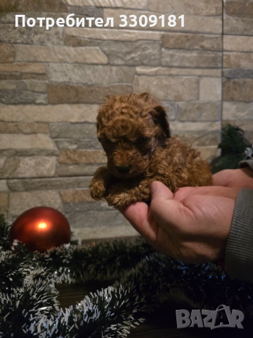 Пудел Той, снимка 5 - Пудели - 52791564