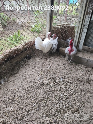 Голошийки бантам , снимка 7 - други­ - 54170161