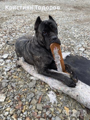 Cane Corso Кане Корсо, снимка 9 - Кане корсо - 46724979