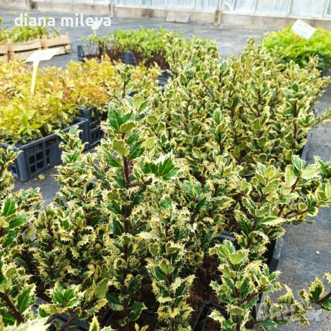 Илекс, Ilex aquifolium 'Ferox Argentea', студоустойчив, многогодишен, снимка 9 - Градински цветя и растения - 45570070