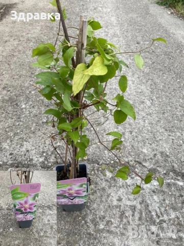 Клематис , снимка 3 - Градински цветя и растения - 50575779