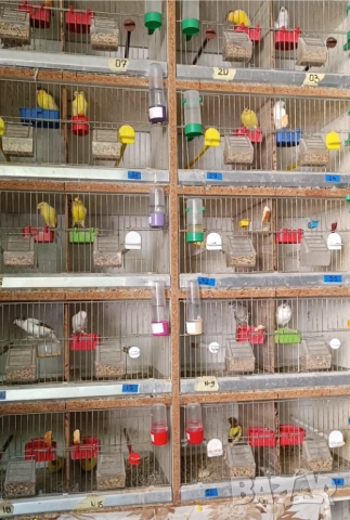 Женски певчески канарчета Орфей , снимка 7 - Канари - 52026869