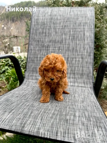 Пудел той/мини Puddle toy/mini момчета и момиче със втора ваксина, снимка 3 - Пудели - 53970658
