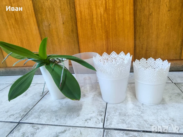Орхидея+4 броя кашпи, снимка 4 - Стайни растения - 51351877