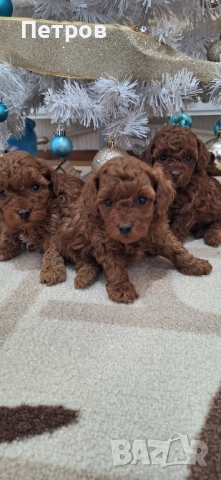 Той Пудел / Poodle Toy, снимка 2 - Пудели - 52874148