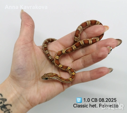 Царевични смоци /царевичен смок , снимка 4 - Змии - 54011711