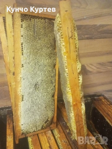 Продавам пчелен мед - кориандър, снимка 4 - За пчели - 50888762