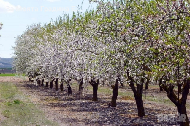 Бадем , снимка 8 - Градински цветя и растения - 53618176