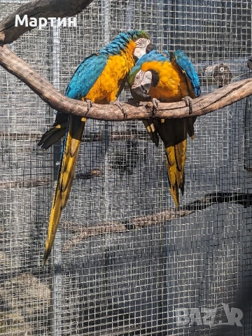 Двойка синьо жълта ара, снимка 3 - Папагали - 50654599