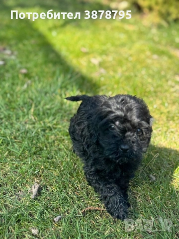 Красотички💙, снимка 2 - Пудели - 53911417