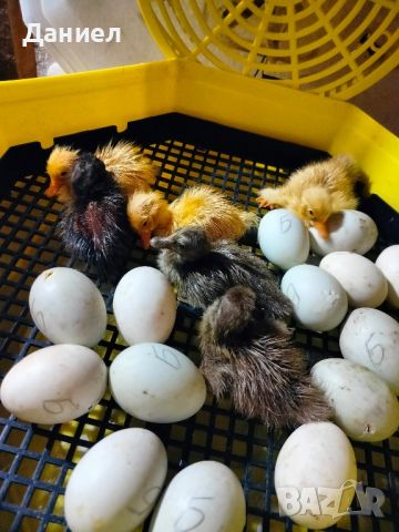 Яйца от патици Индийски бегач , снимка 8 - Патици и гъски - 45261763