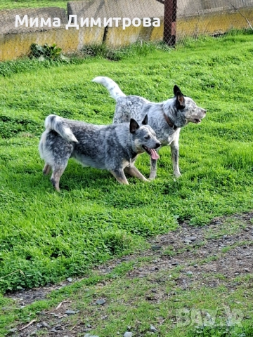 Продавам Кеталдог, снимка 8 - Други - 52574446