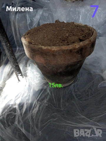 Саксии, снимка 5 - Саксии и кашпи - 53650030