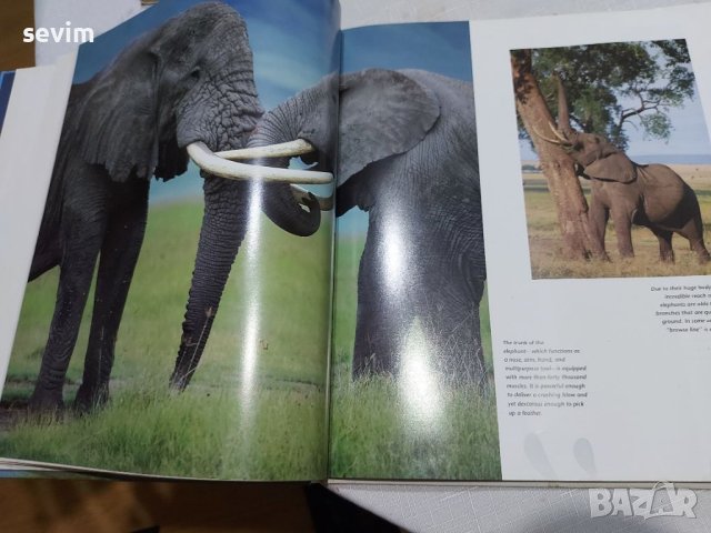 Книга за животинския свят в Африка и Азия , снимка 7 - Специализирана литература - 45325228