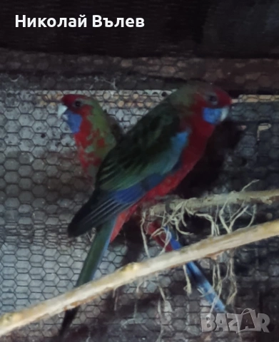 Млада двойка червени пенанти, снимка 6 - Папагали - 53304901