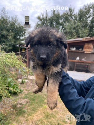 Немски Овчарки , снимка 10 - Немска овчарка - 52111989