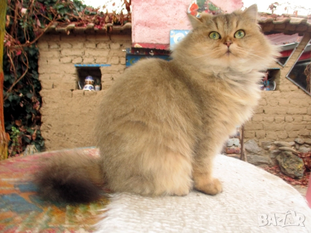 Британско котенце, коте цвят агути, британска котка , снимка 6 - Британска късокосместа - 52563779
