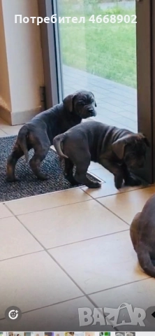 Кучета за продан, снимка 3 - Кане корсо - 52656236