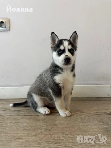 Чистокръвни Хъскита