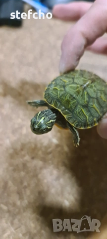 Водна декоративна костенурка, снимка 3 - Костенурки - 53157214