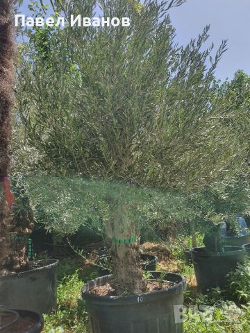 Маслиново дърво за перфектният декор на вашата градина!!!, снимка 5 - Градински цветя и растения - 46413845